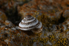 Trochoidea trochoides