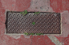 Oldenlandia corymbosa corymbosa