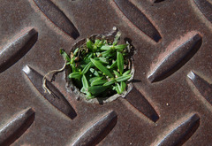 Oldenlandia corymbosa corymbosa