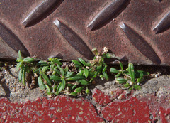 Oldenlandia corymbosa corymbosa