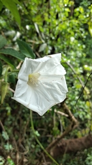 Distimake dissectus chacoensis