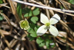 Clematis chrysocoma