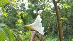 Distimake dissectus chacoensis