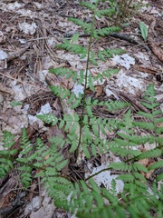 Dryopteris intermedia