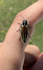 Epistomentis pictus