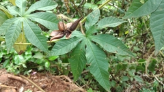 Distimake dissectus chacoensis