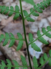Dryopteris intermedia