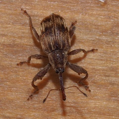 Anthonomus rectirostris