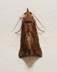 Hypocala deflorata