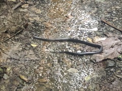 Clelia equatoriana