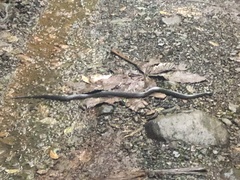 Clelia equatoriana