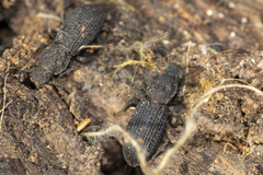 Nyctoporis cristata