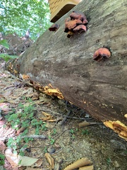 Pseudomerulius curtisii
