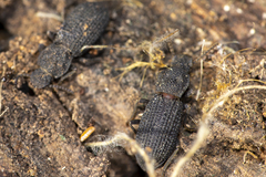 Nyctoporis cristata