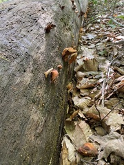 Pseudomerulius curtisii