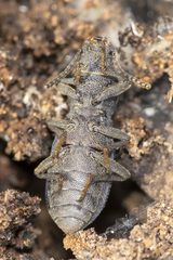 Nyctoporis cristata