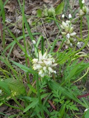 Allium canadense canadense