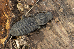 Nyctoporis cristata