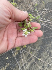 Lantana peduncularis