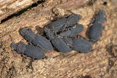 Nyctoporis cristata