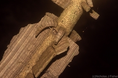 Mezoneuron brachycarpum