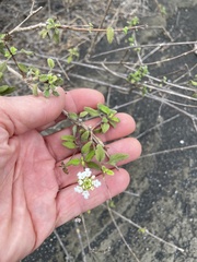 Lantana peduncularis