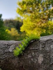 Automeris coresus