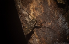 Prosoplus bakewellii