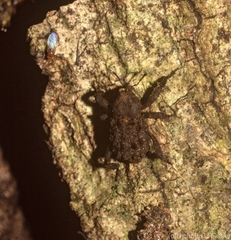 Nechyrus incomptus