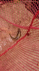 Rhinichthys atratulus