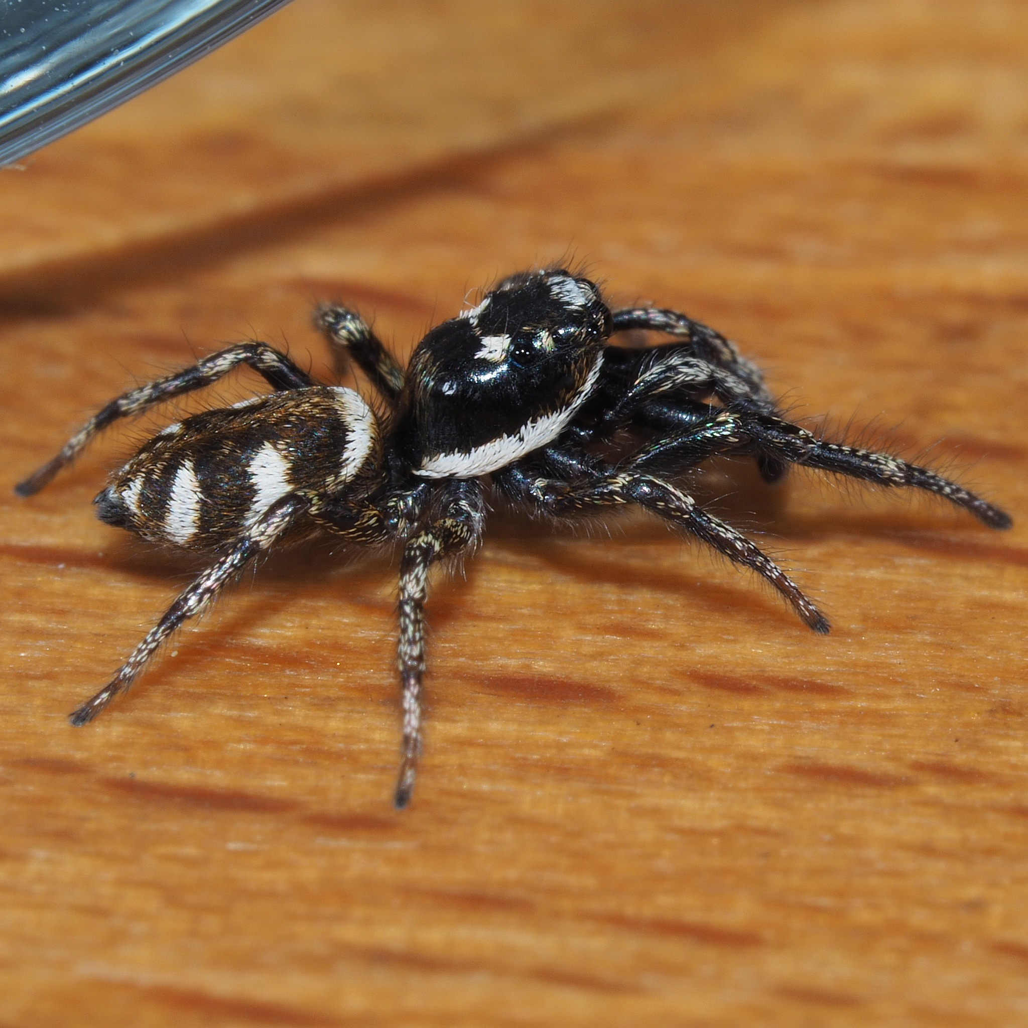 Tiny black and white striped spider - Salticus scenicus 