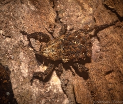 Nechyrus incomptus