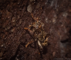 Stigmatium mastersii
