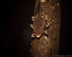 Poropterus bisignatus