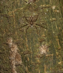 Tamopsis brachycauda