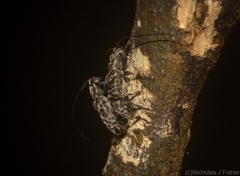 Stenellipsis pantherina