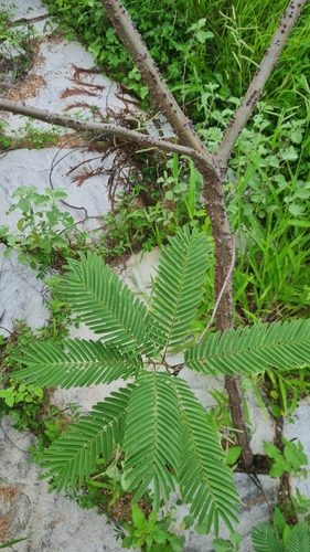 Image of Queen Wood (Anadenanthera macrocarpa) by no rights reserved