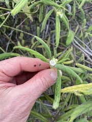 Varronia leucophlyctis