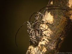 Stenellipsis pantherina