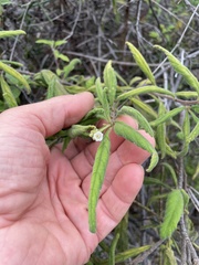 Varronia leucophlyctis