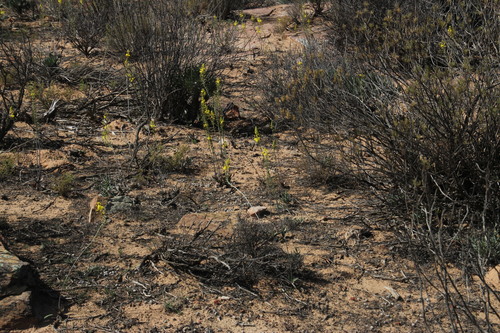 Bulbine alooides