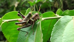 Dichromatos lilloanus