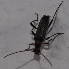 Grammoptera ruficornis