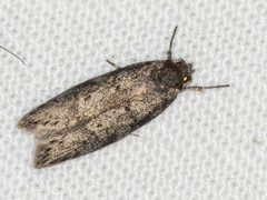 Ericrypsina chorodoxa