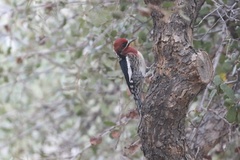 Sphyrapicus ruber daggetti