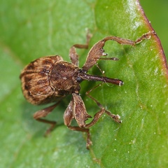 Anthonomus rectirostris