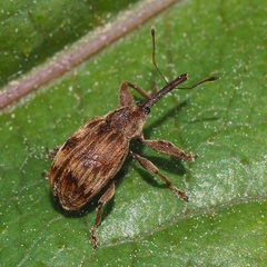 Anthonomus rectirostris