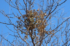 Tapinanthus