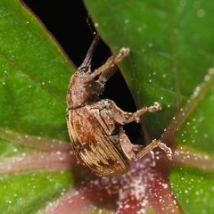 Anthonomus rectirostris