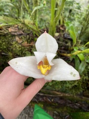 Maxillariinae